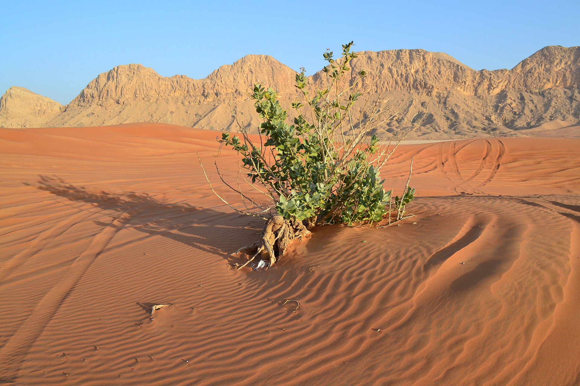 Red sand dunes and 4x4 tracks in the desert outside Dubai