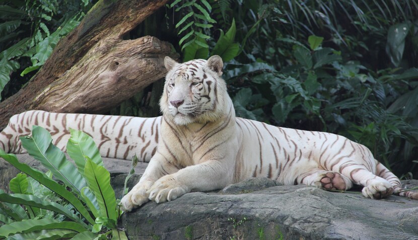 White tiger at Singapore Zoo